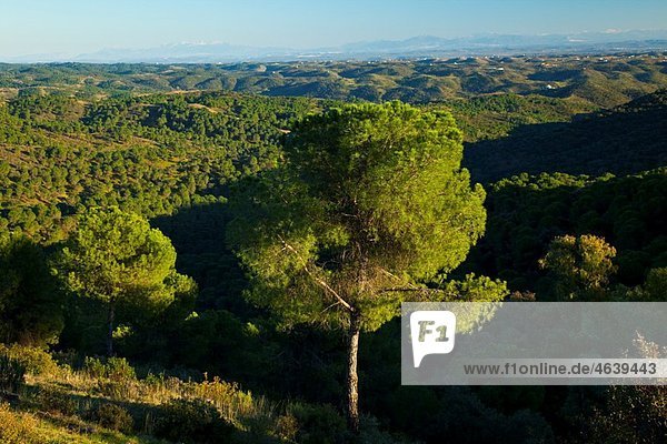 Stone pines. Pinus pinea. Sierra de CardeÃ’a y Montoro Natural Park. CÃ›rdoba province. AndalucÃŒa. Spain.