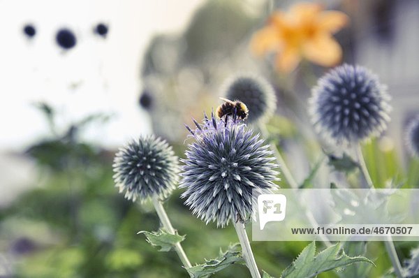 Nahaufnahme von blühenden Blumen