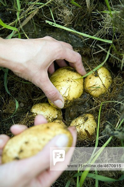 Handpflücken von Kartoffeln