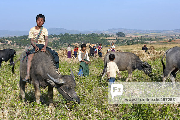 Junge auf einem Wasserbüffel  Myanmar