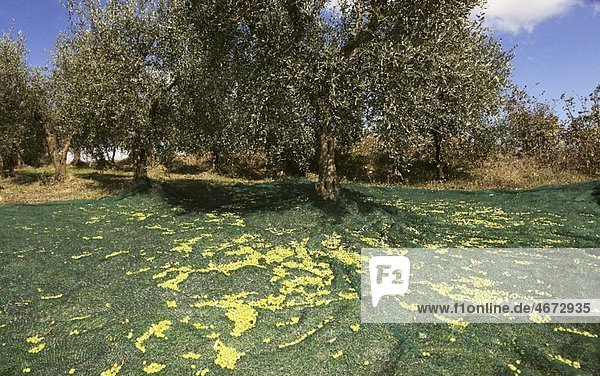 Olivenernte  Perugia  Umbrien  Italien
