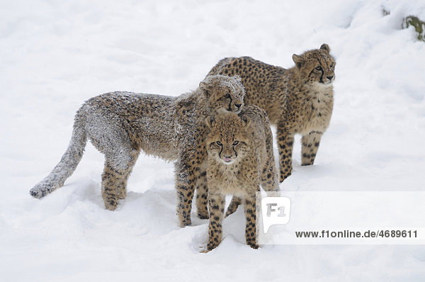 Drei junge Geparden im Schnee