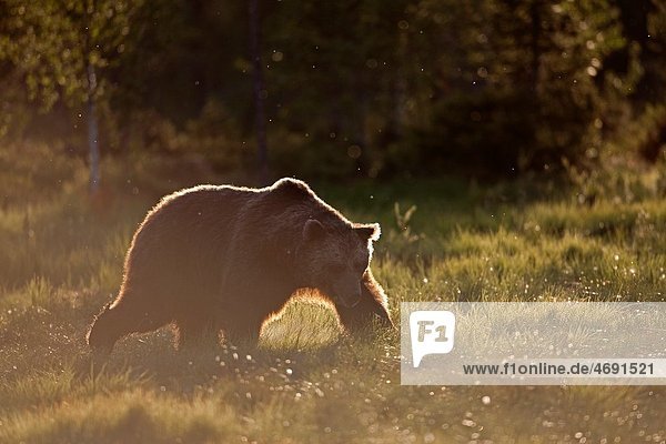 Brown Bear Ursus arctos walking on meadow at sunset  Finland