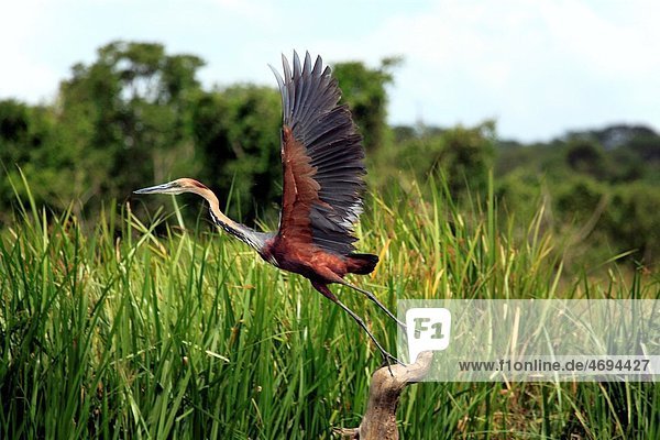 Goliath Heron Ardea goliath  Murchison Falls national park  Uganda  East Africa