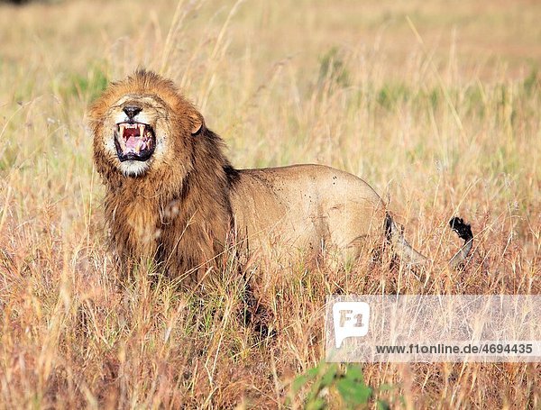 Lion Panthera leo  Kidepo national park  Uganda  East Africa