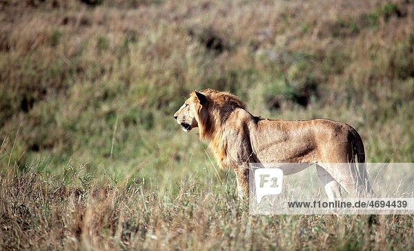 Lion Panthera leo  Kidepo national park  Uganda  East Africa