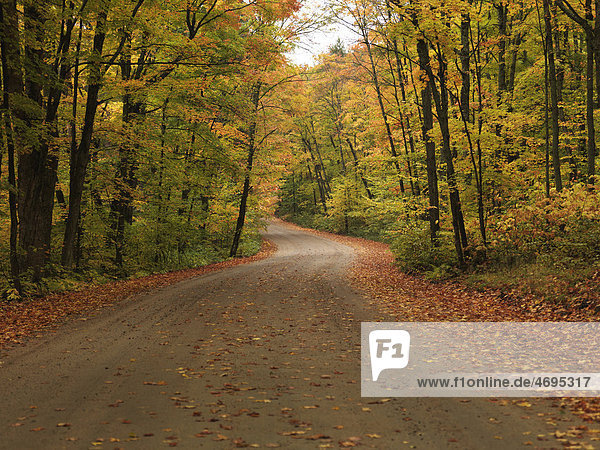 Kurvige Schotterstraße durch herbstliche Landschaft Algonquin Provincial Park Ontario Kanada