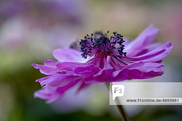 Anemone (Anemone) flower