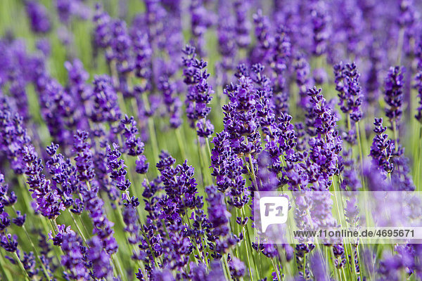 Lavender (Lavandula)  Rhineland-Palatinate  Germany  Europe