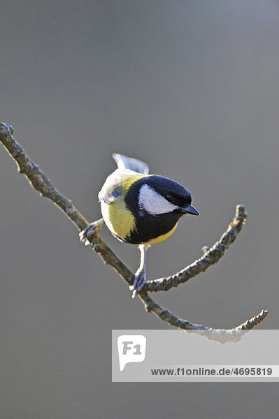Great Tit (Parus major)