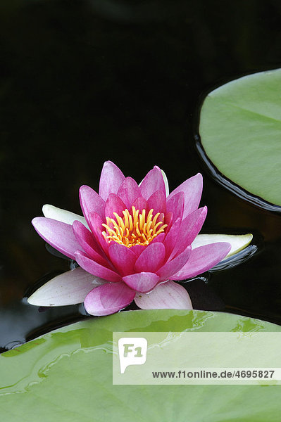 Water Lily (Nymphaea)