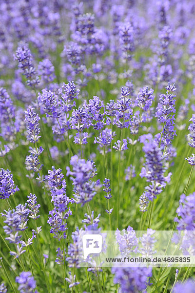 Lavender (Lavandula angustifolia)