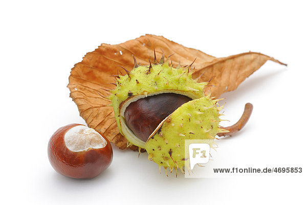 Horse-chestnut (Aesculus hippocastanum)