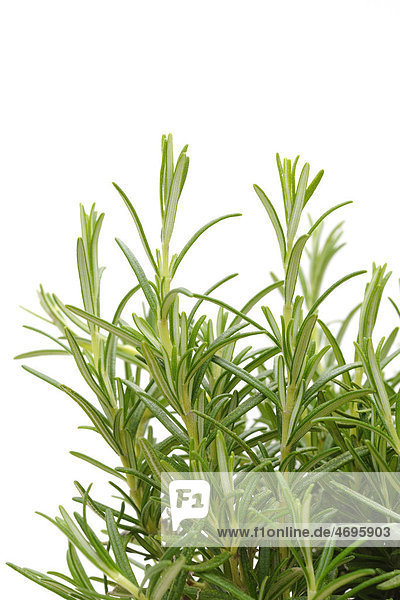 Rosmarin (Rosmarinus officinalis)