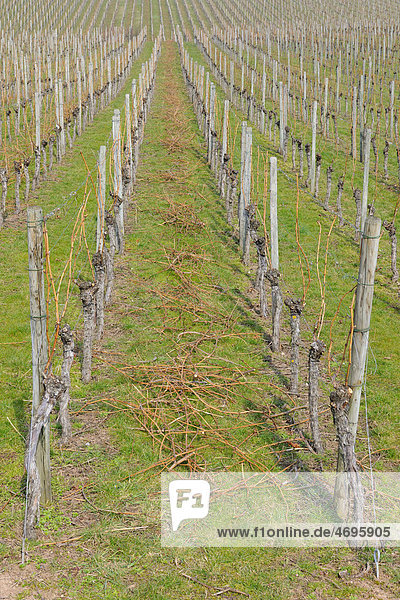 Vineyard in spring during the pruning
