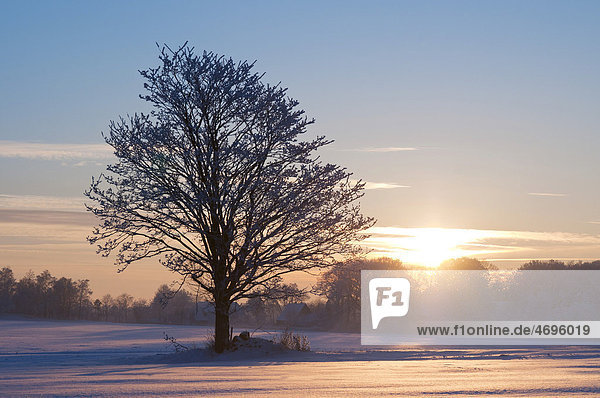 Sonnenuntergang in einer verschneiten Winterlandschaft  Niedersachsen  Deutschland  Europa