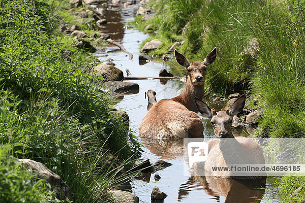 Red deer (Cervus elaphus)  cooling down in a stream  Sweden  Scandinavia  Europe