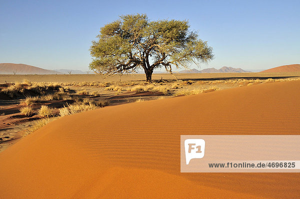 Akazie am Fuß einer Düne nahe Sossusvlei  Namib-Wüste  Namib Naukluft Park  Namibia  Afrika