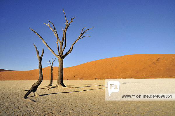 Tote Bäume im Deadvlei im Morgenlicht  Namib-Wüste  Namib Naukluft Park  Namibia  Afrika