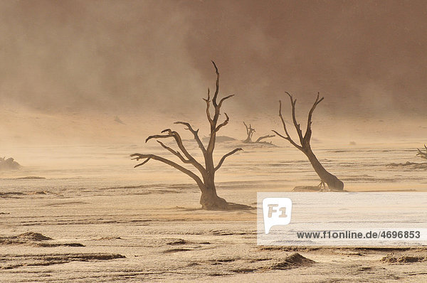 Dead trees in the Dead Vlei  Deadvlei clay pan during a sandstorm  Namib Desert  Namib-Naukluft National Park  Namibia  Africa