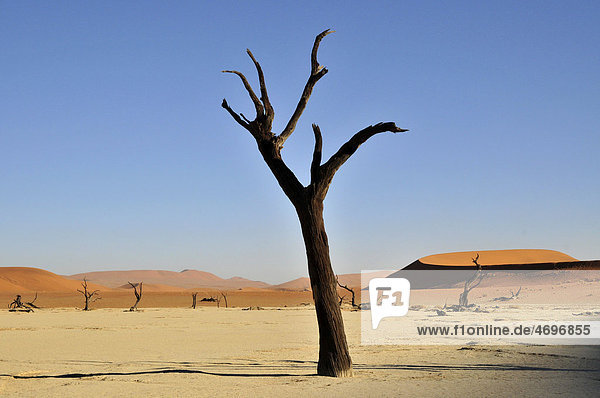 Toter Baum im Deadvlei im Morgenlicht  Namib-Wüste  Namib Naukluft Park  Namibia  Afrika