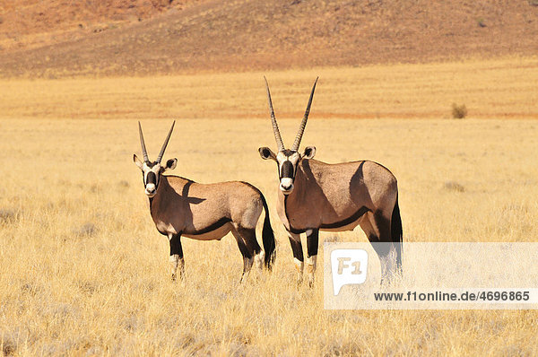Gemsboks (Oryx gazella) in the high grass of the Namib Rand Nature Reserve  Namib Desert  Namibia  Africa