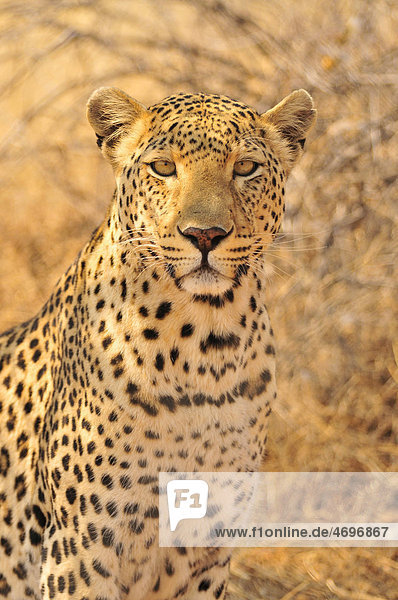 Leopard (Panthera pardus) Etosha-Nationalpark Namibia Afrika