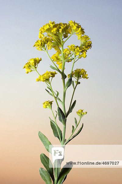 Steinkraut (Aurinia saxatilis  Alyssum saxatile  Alyssum saxatile var. compactum  Aethionema saxatile)