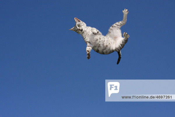 Fliegende Katze