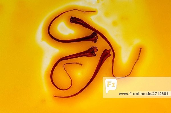 Spices saffron thread in water on yellow background