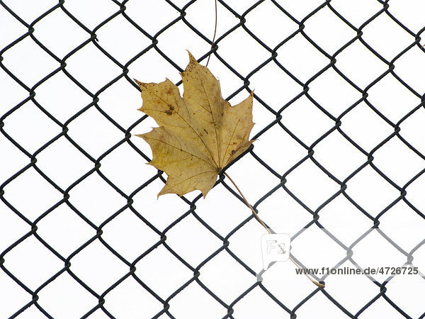Herbst  Blatt hängt in Zaun