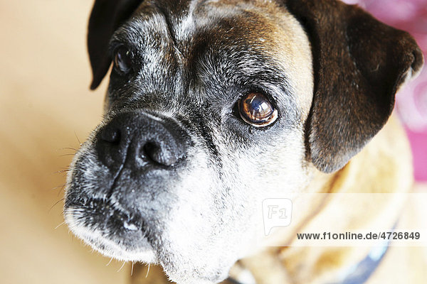 Dog  boxer  brown  portrait