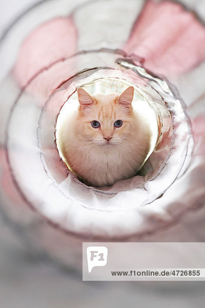 Katze  weiß  vor Tunnel