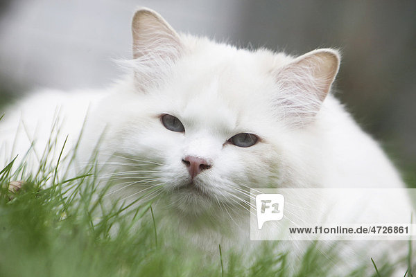 White cat in the grass