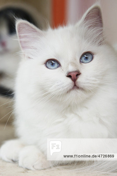 White cat  portrait