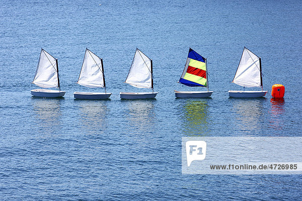 Small Optimist dinghies  sailing school  sailing lessons for children