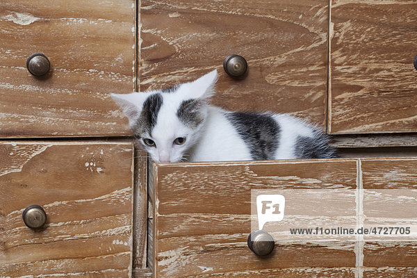 Junger Kater 10 Wochen sitzt in Schublade