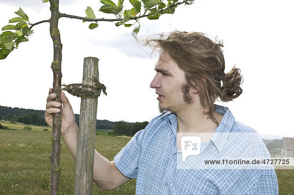 Bauer begutachtet jungen Obstbaum