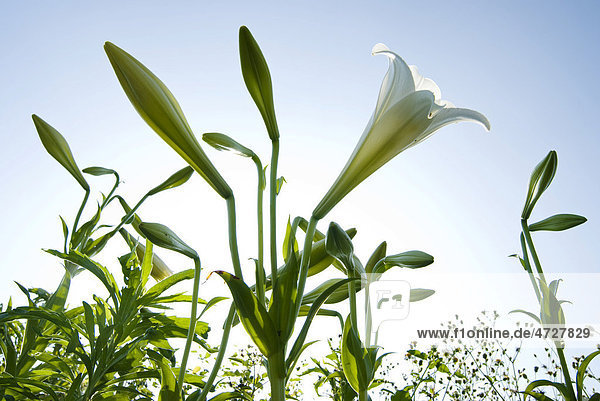 Weiße Lilien (Lilium formosanum Wallace)  blühend vor blauem Himmel