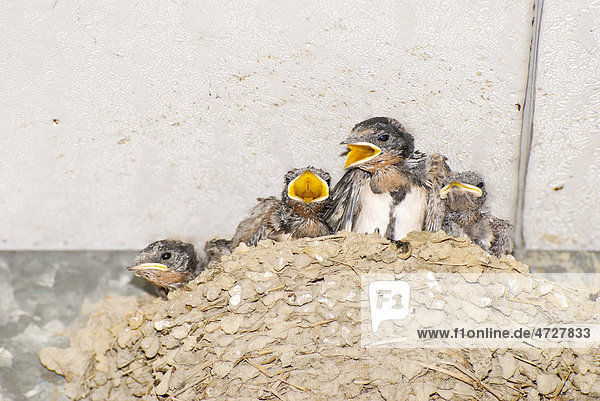 Küstenseeschwalbe (Hirundo tahitica)  hungrige Jungvögel im Nest rufen nach Futter  Taiwan  Asien