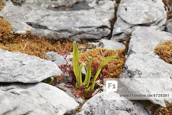 Hirschzunge  Hirschzungenfarn (Phyllitis scolopendrium)  Burren  Clare  Irland  Europa