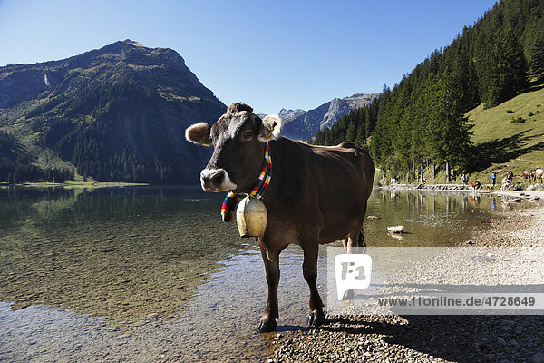 Cow with cow bell  cattle drive on Lake Vilsalpsee at Tannheim  Tannheimer Tal high valley  Tyrol  Austria  Europe