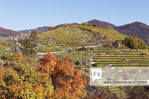 Herbstliche Weinberge auf Tausendeimerberg  Spitz an der Donau  Wachau  Waldviertel  Niederösterreich  Österreich  Europa