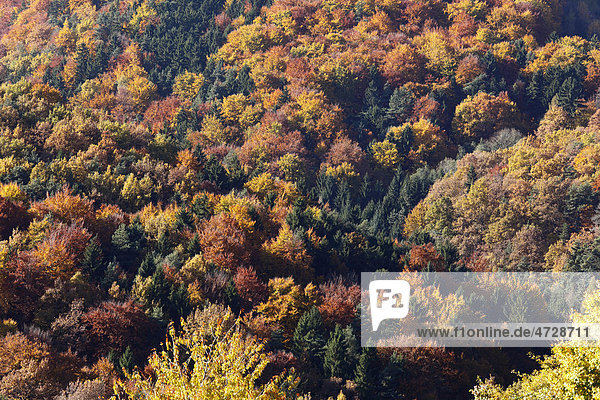 Herbstlicher Mischwald  Weißenkirchen in der Wachau  Waldviertel  Niederösterreich  Österreich  Europa