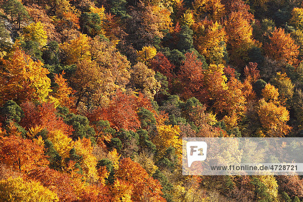 Herbstlicher Mischwald im Talgraben bei Dürnstein  Wachau  Waldviertel  Niederösterreich  Österreich  Europa