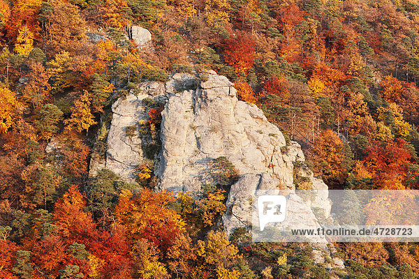 Felsen und herbstlicher Mischwald im Talgraben bei Dürnstein  Blick vom Vogelbergsteig  Wachau  Waldviertel  Niederösterreich  Österreich  Europa