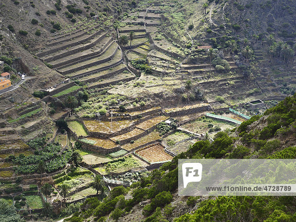 Terrassenfelder im Barranco del Valle bei Vallehermoso  La Gomera  Kanaren  Spanien  Europa Insel La Gomera