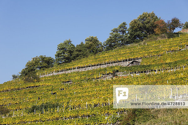 Herbstlicher Weinberg  Vießling  Spitzer Graben  Wachau  Waldviertel  Niederösterreich  Österreich  Europa