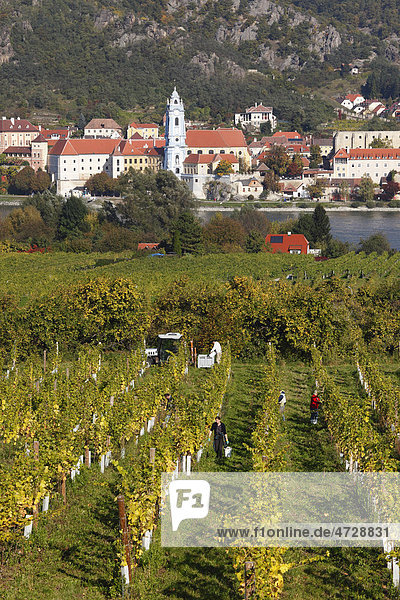 Dürnstein  Blick über Weinberge bei Rossatz und Donau  Wachau  Waldviertel  Mostviertel  Niederösterreich  Österreich  Europa