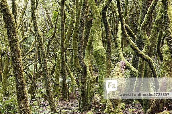 Moosbewachsene Baumstämme  Lorbeerwald  Nationalpark Garajonay  UNESCO Weltnaturerbe  La Gomera  Kanaren  Spanien  Europa Garajonay Nationalpark